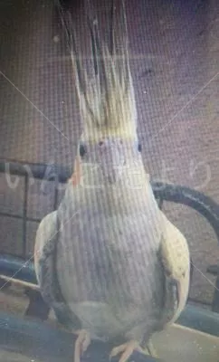 コメントの画像