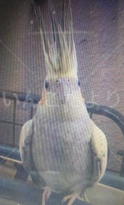 コメントの画像