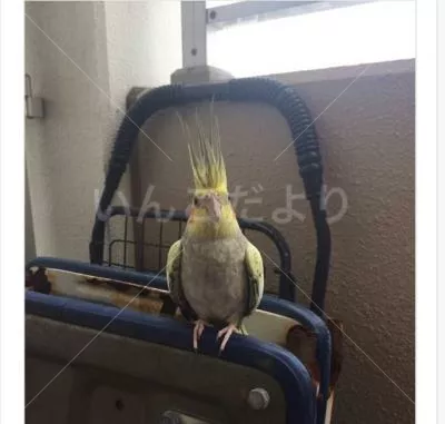 コメントの画像