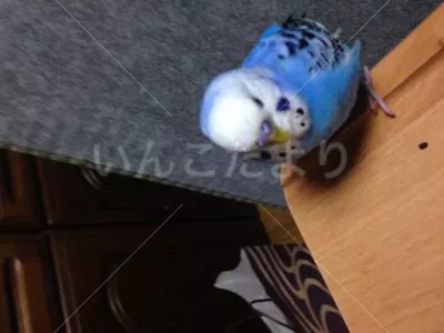 コメントの画像