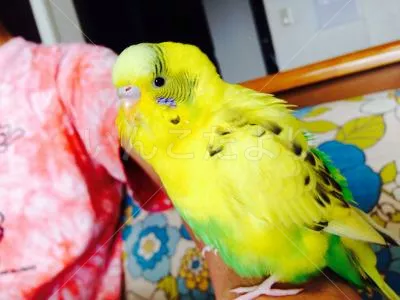 コメントの画像