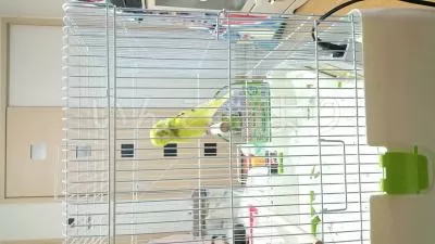 コメントの画像