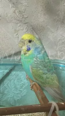 コメントの画像