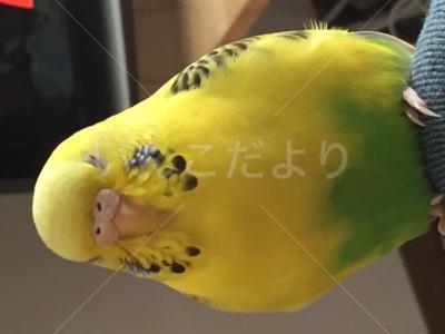 コメントの画像