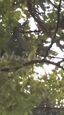 コメントの画像