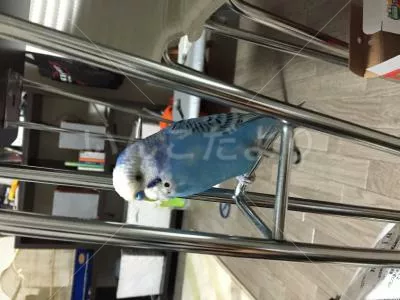 コメントの画像