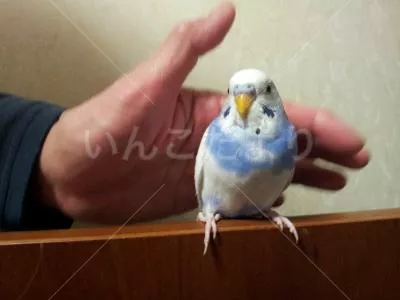 コメントの画像