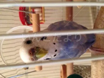 コメントの画像