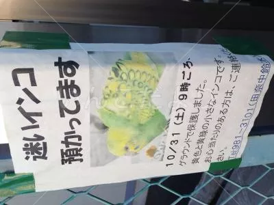 コメントの画像