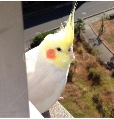 コメントの画像