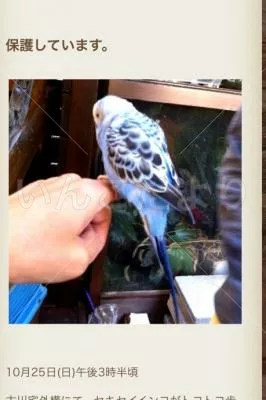 コメントの画像