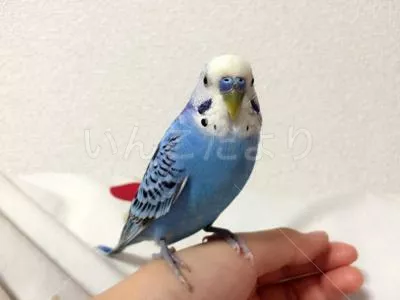 コメントの画像