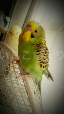 コメントの画像