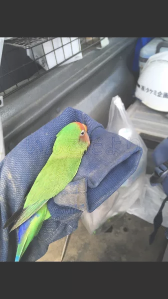 コメントの画像