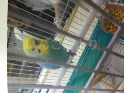 コメントの画像