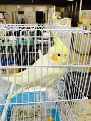コメントの画像