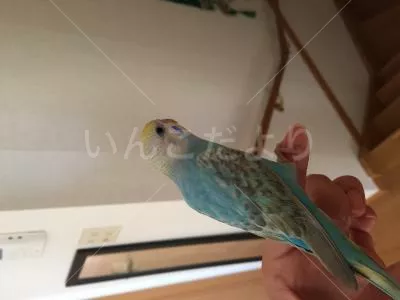 コメントの画像