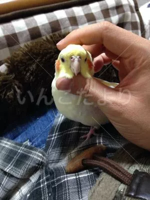 コメントの画像