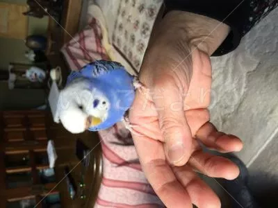 コメントの画像