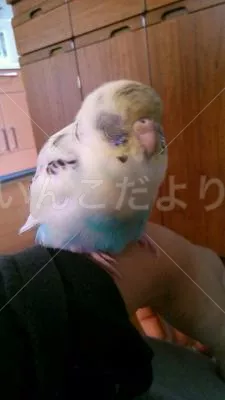 コメントの画像