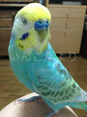 コメントの画像