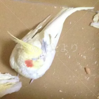 コメントの画像