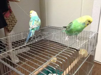 コメントの画像