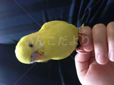 コメントの画像