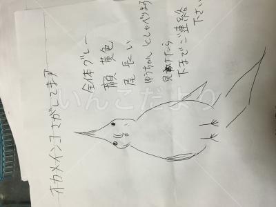 コメントの画像