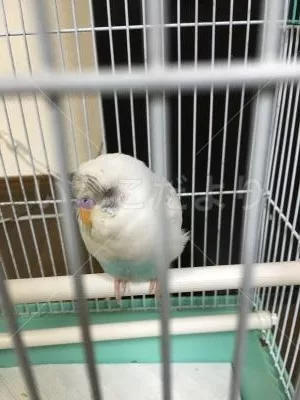 コメントの画像