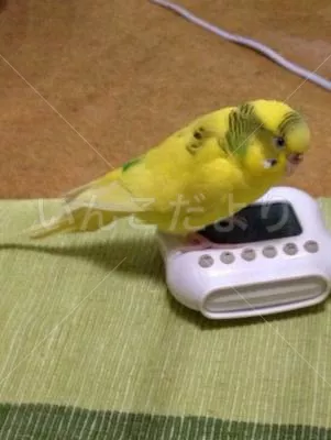 コメントの画像