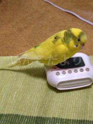コメントの画像