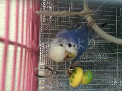 コメントの画像