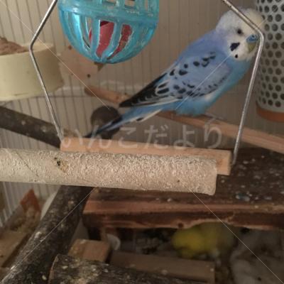 コメントの画像