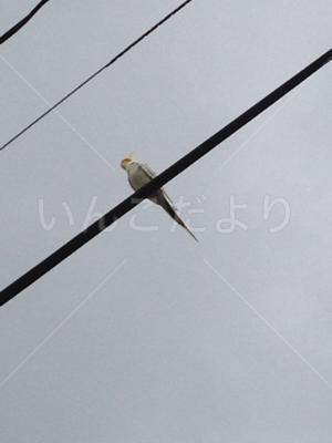 コメントの画像