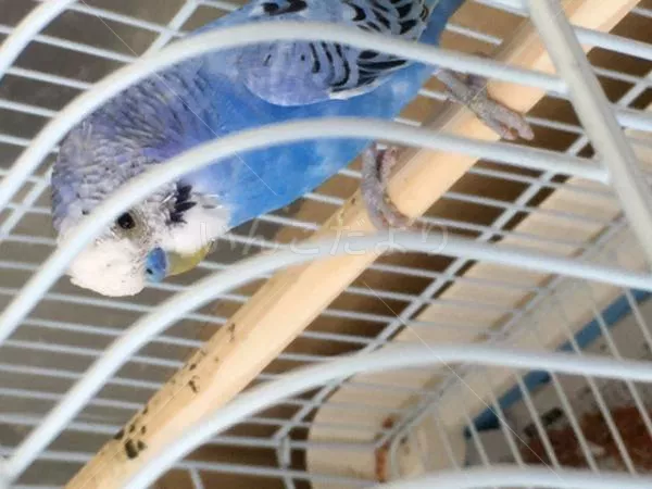 コメントの画像