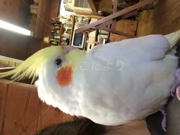 コメントの画像