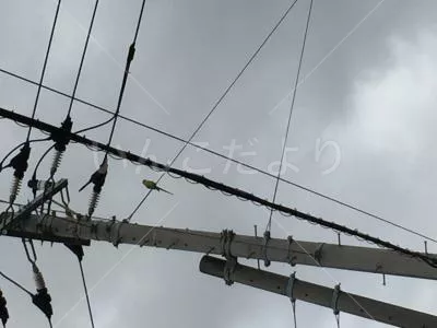 コメントの画像