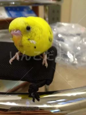 コメントの画像