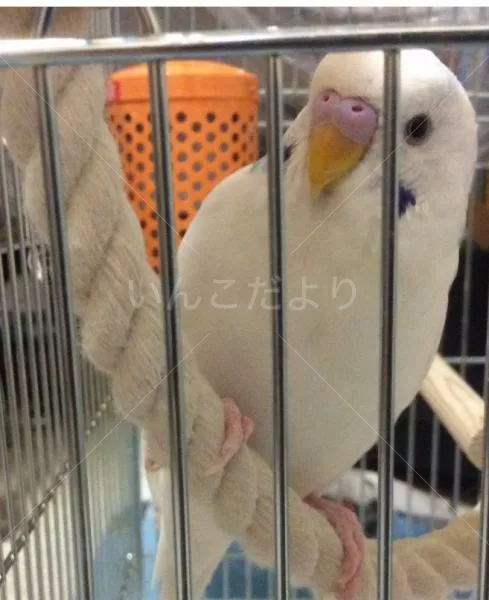 コメントの画像