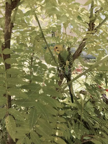 コメントの画像