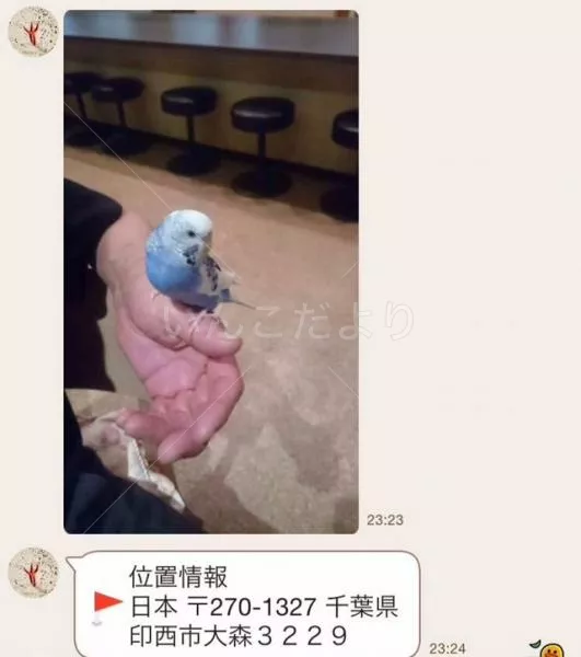 コメントの画像