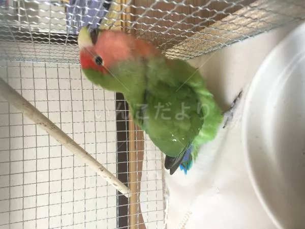 コメントの画像