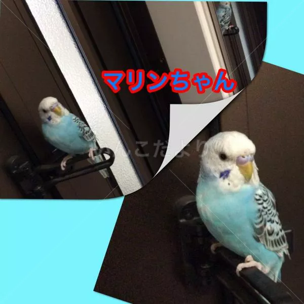 コメントの画像