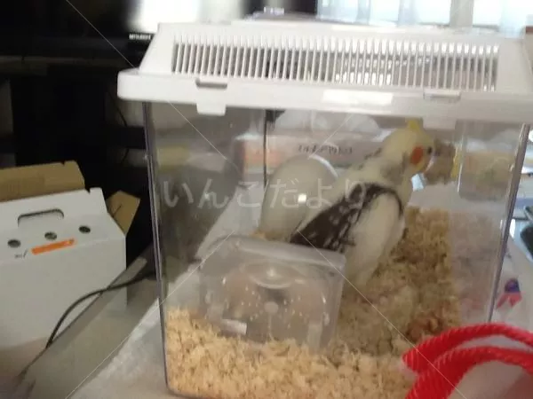 コメントの画像