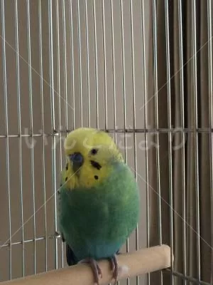 コメントの画像