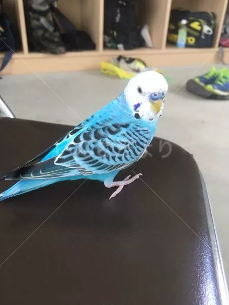 コメントの画像