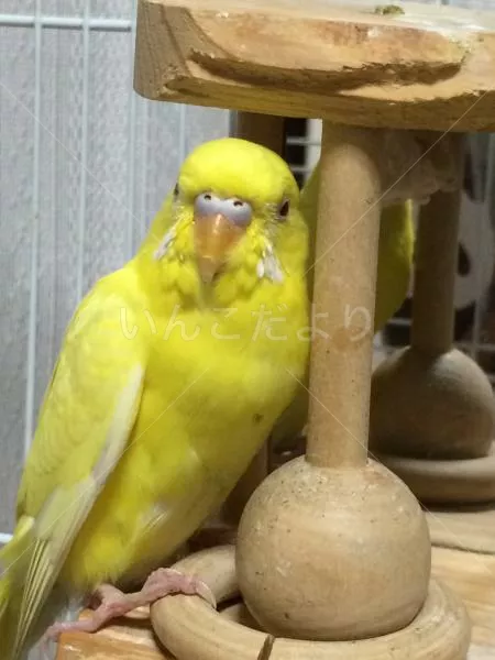 コメントの画像