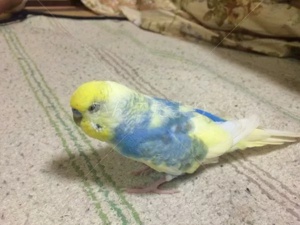 コメントの画像