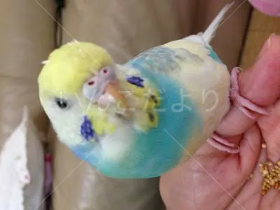 コメントの画像